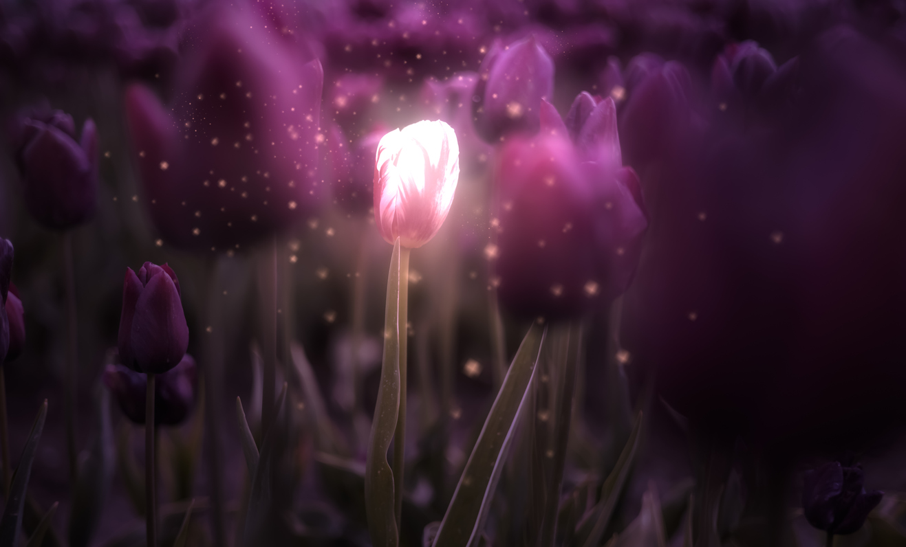 tulip flower field. close up nature background. magic glow art render